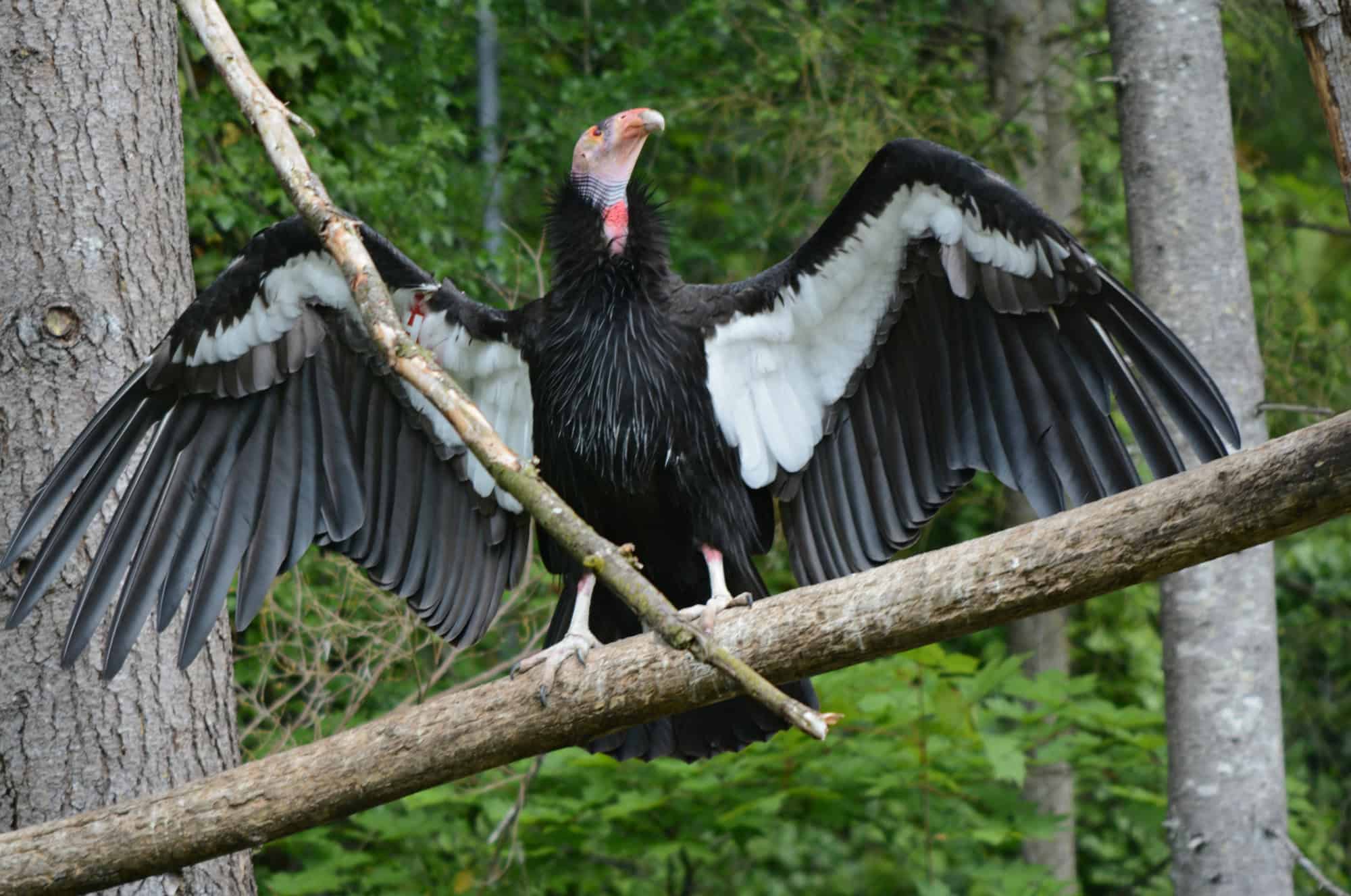 Elegant California condor perching on a log while stretching out its wings, at the Oregon Zoo in Portland.