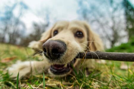 The Science of the Canine Nose More Powerful Than You Think