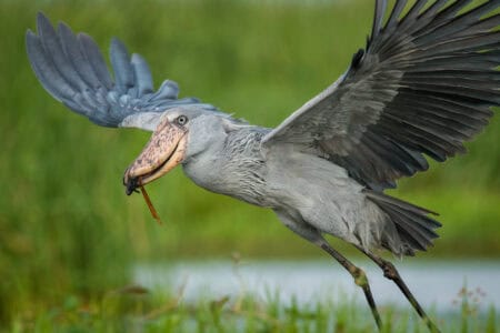 The Dinosaur-Like Shoebill Stork and Its Silent Hunt