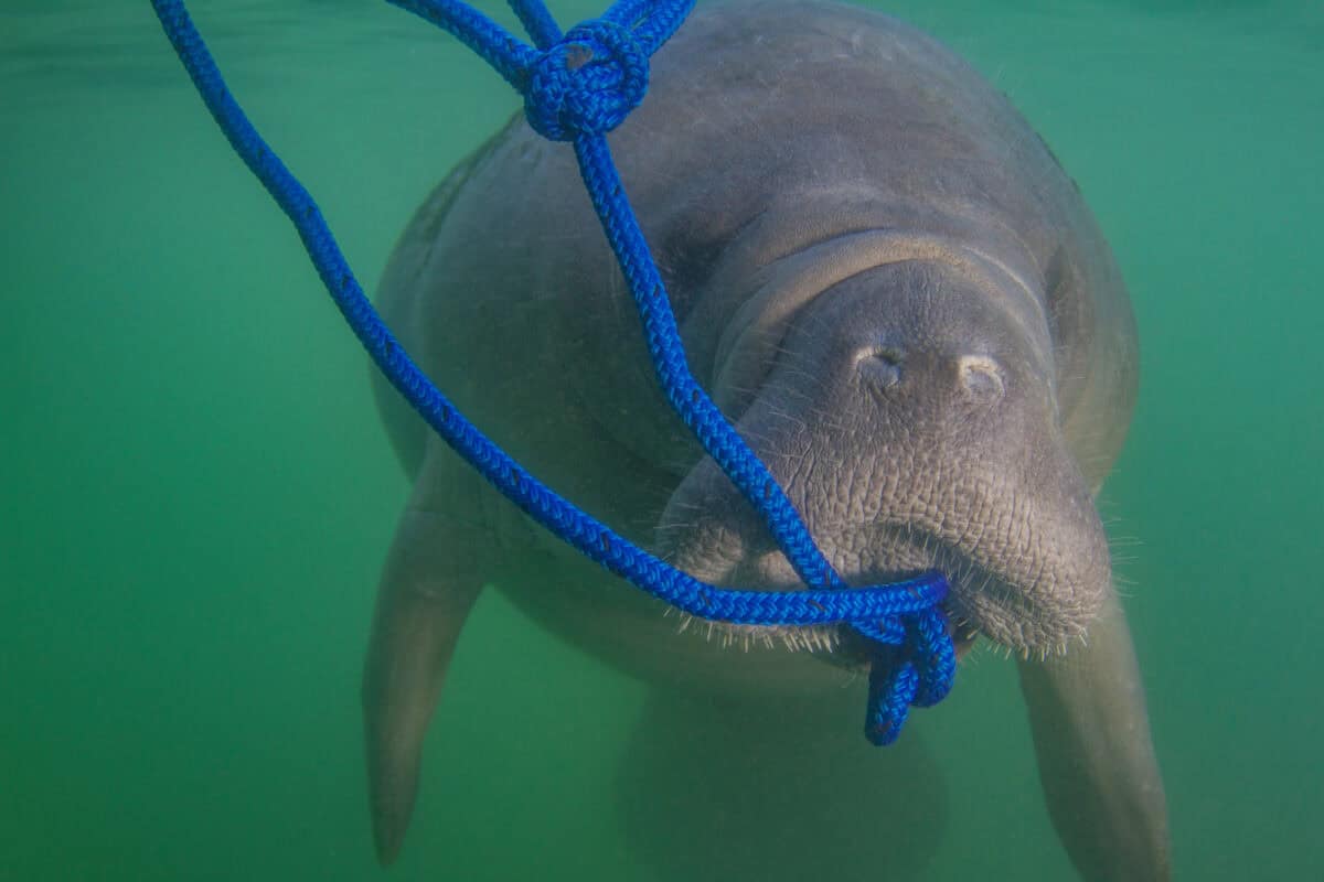 Endangered Florida Manatee eating algae off a blue rope in the water in Crystal River, Florida —