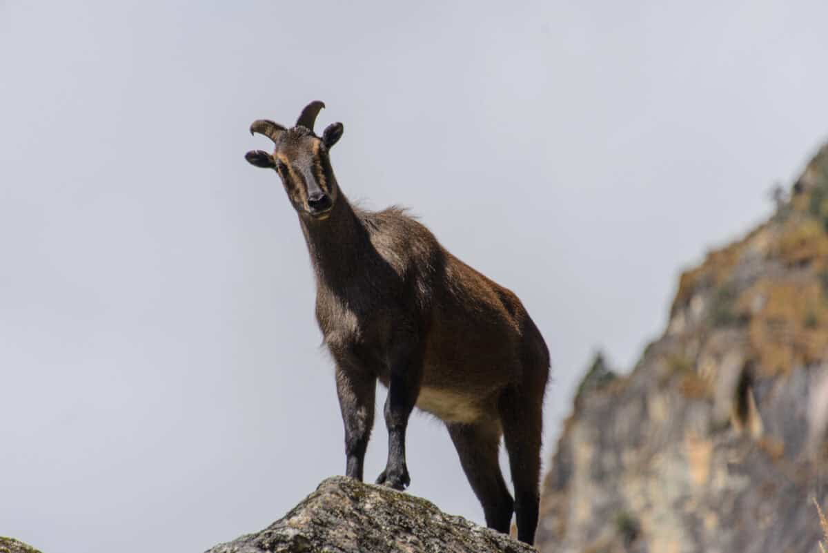 Wild musk deer in Nepal