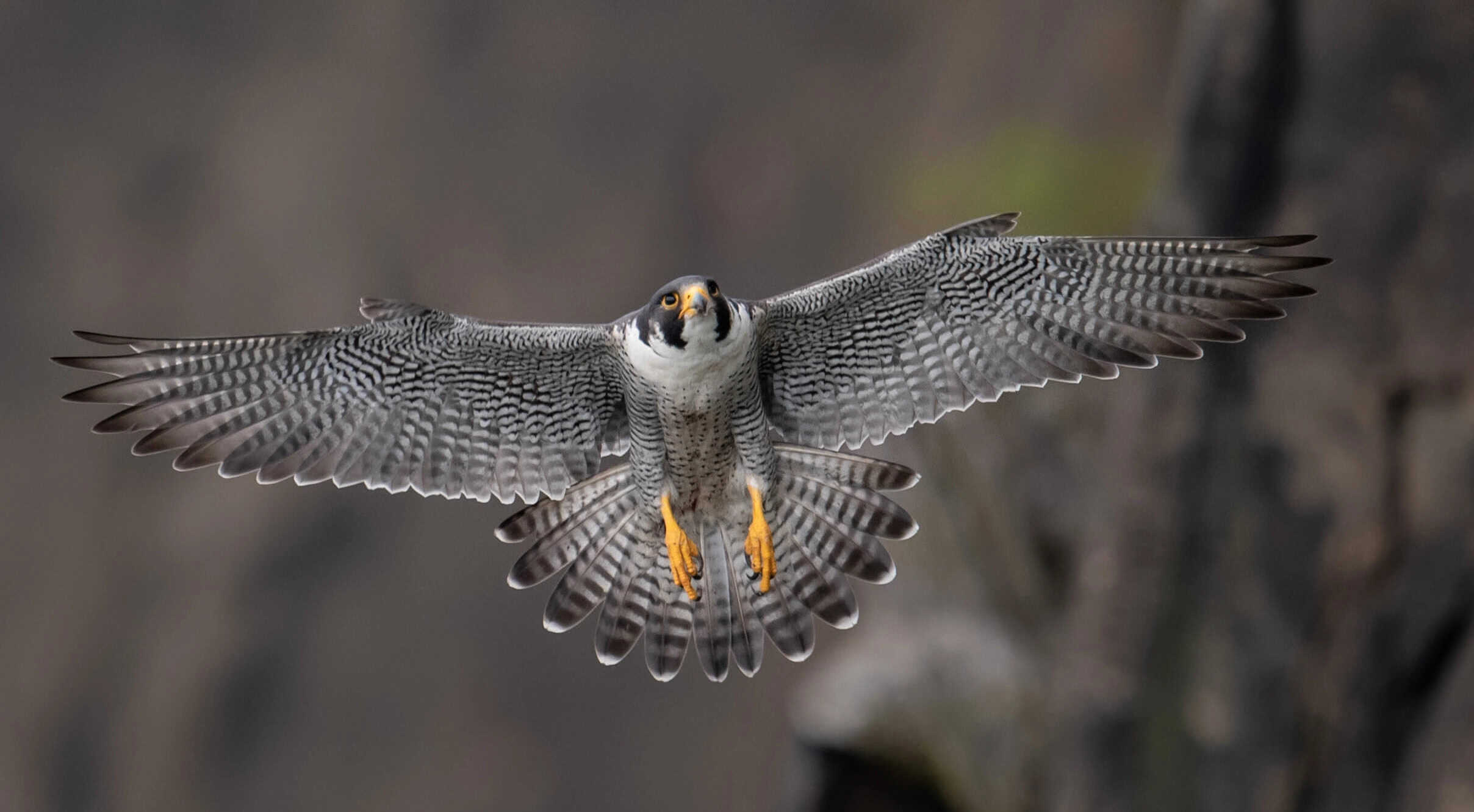 Peregrine Falcon.