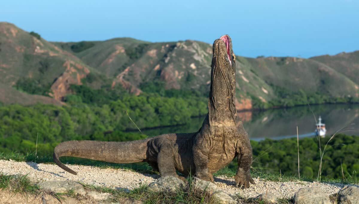 The Komodo dragon raised the head with open mouth. Komodo drago