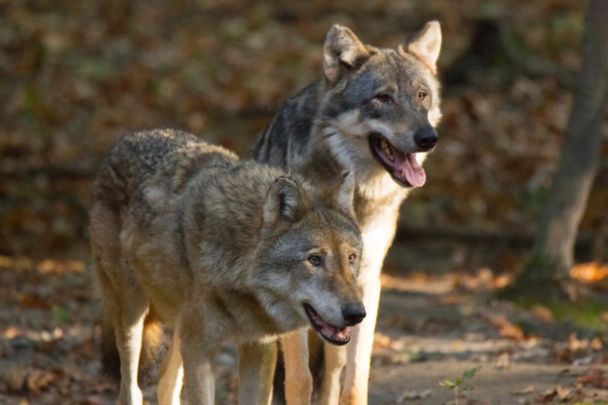 The Italian Wolf in the forest in the midst of nature