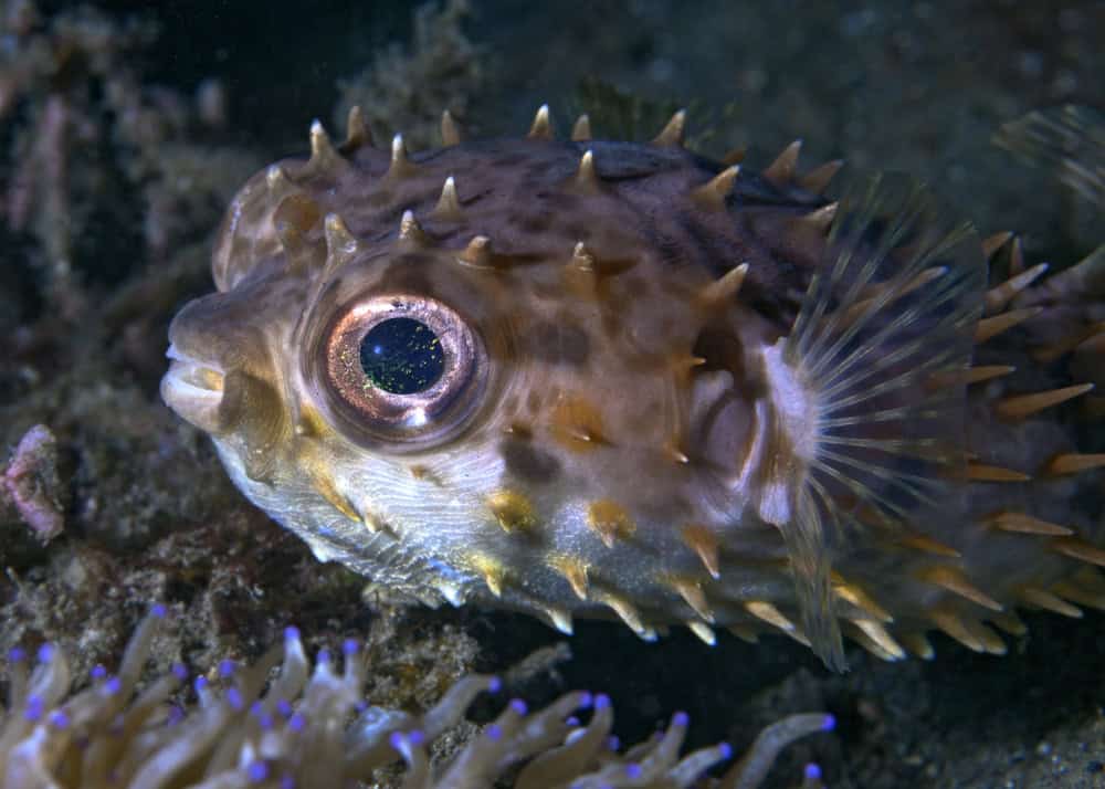 Close up image of a Porcupine pufferfish