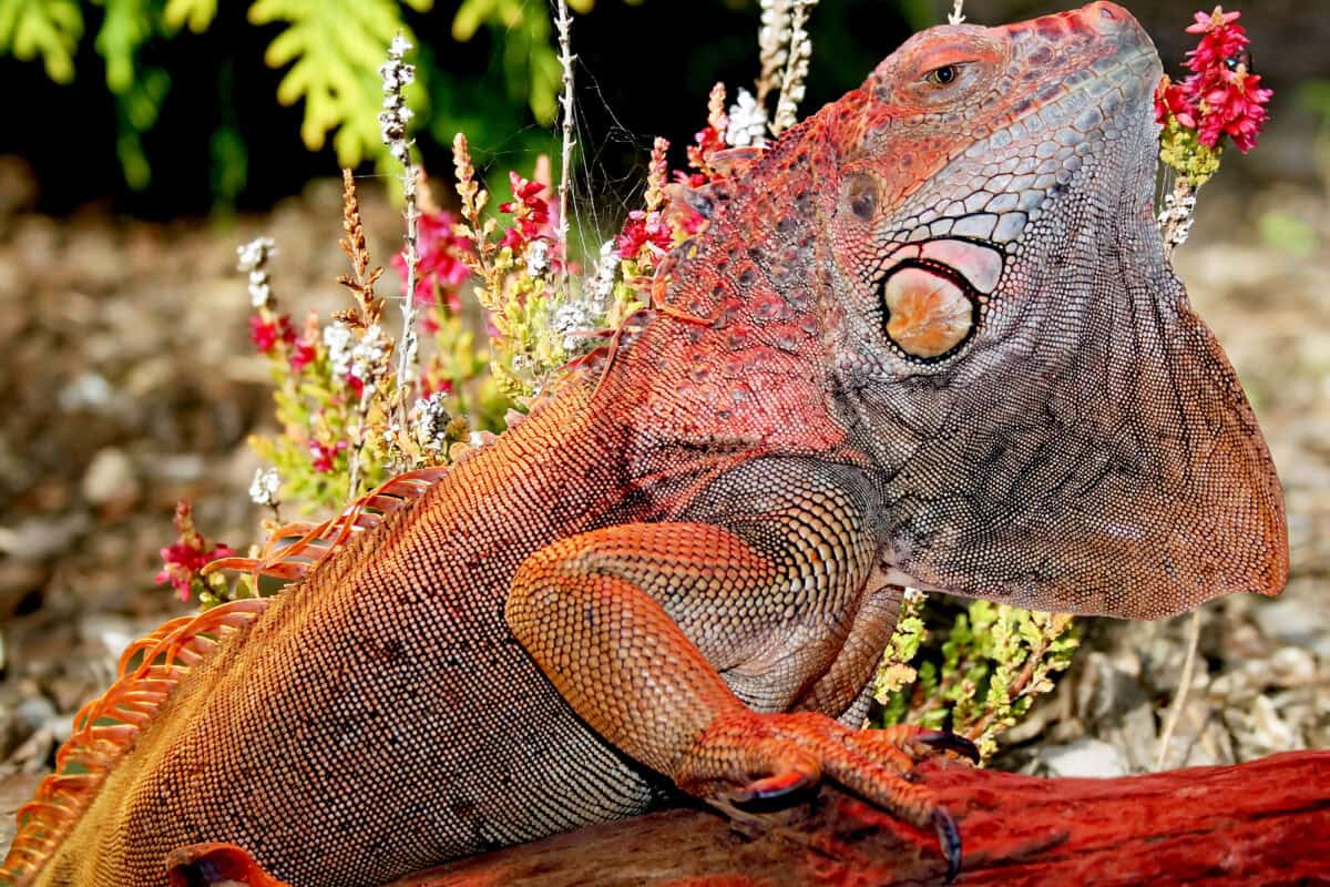 Iguana 