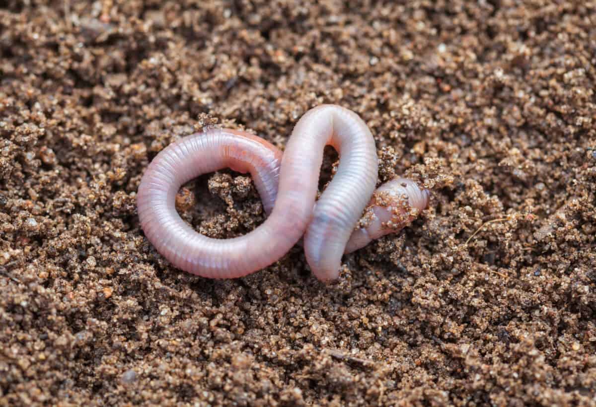 Earthworm in soil, closeup shot.