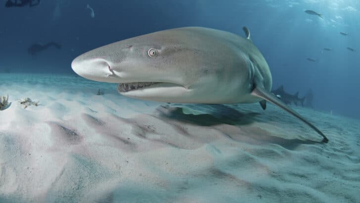 Top 10 Animals and Wildlife in the Bahamas