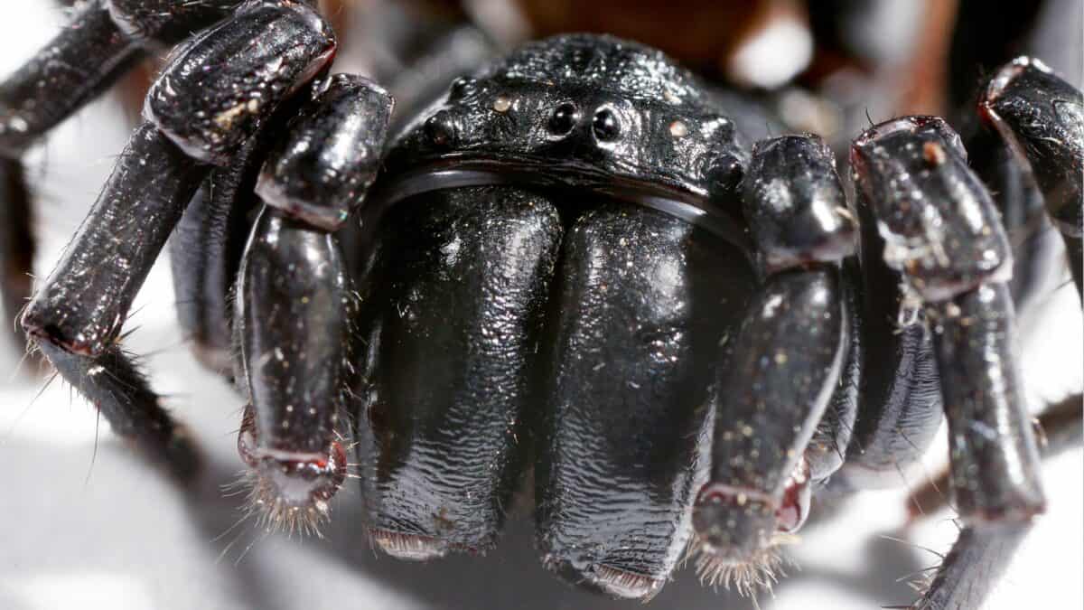 Close up of Sydney web funnel spider. Image by Pelooyen via Depositphotos