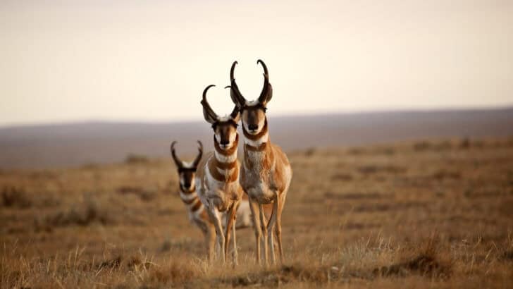 The Fastest Land Animal You’ve Never Heard Of (It’s NOT a Cheetah!)