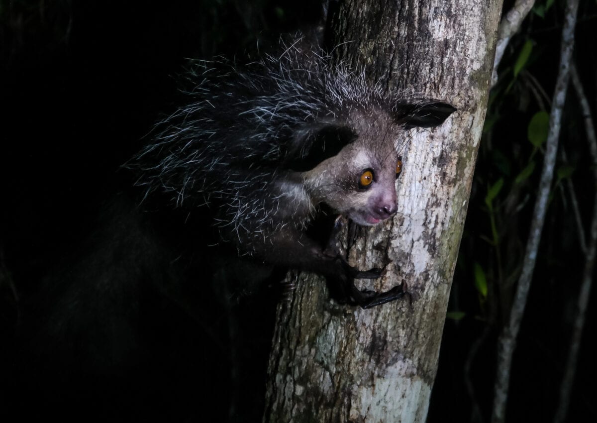 Night portrait of Daubentonia madagascariensis aka Aye-Aye lemur,