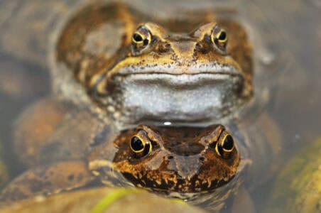How to Encourage Frogs and Toads in Your Garden