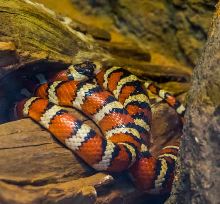 How King Snakes Hunt and Devour Venomous and Non-Venomous Snakes Alike