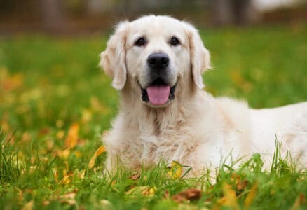 21 Dog Breeds That Will Protect Your Kids With Everything They Have