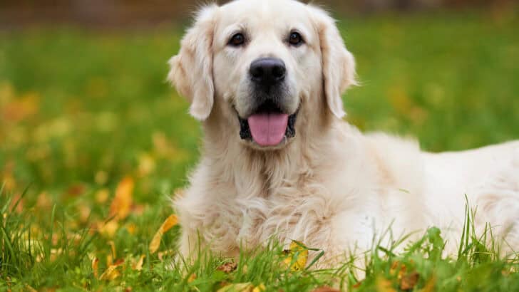 21 Dog Breeds That Will Protect Your Kids With Everything They Have