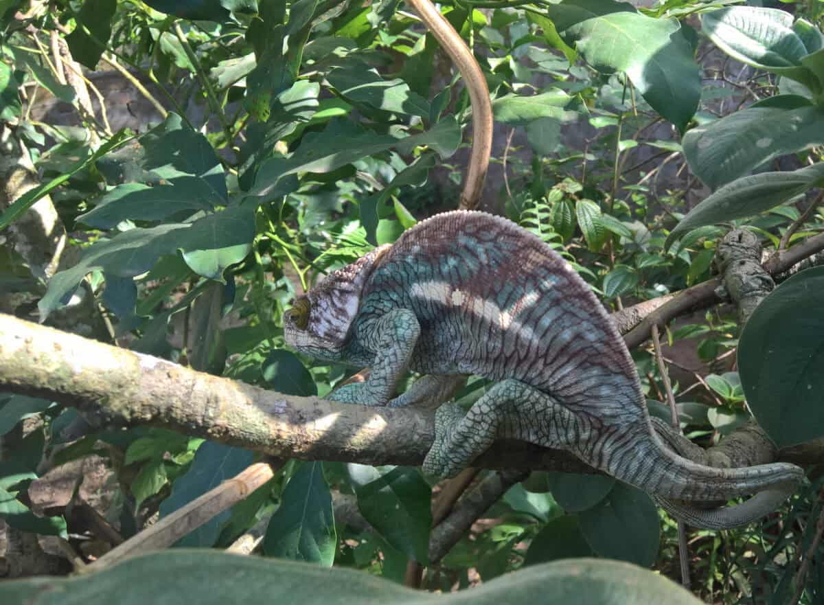 Portrait of Parson's chameleon aka Calumma parsonii in Andasibe-Mantadia National Park, Madagascar.