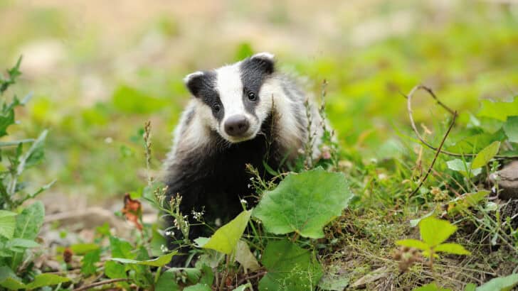 15 Animals and Wildlife that Start with B