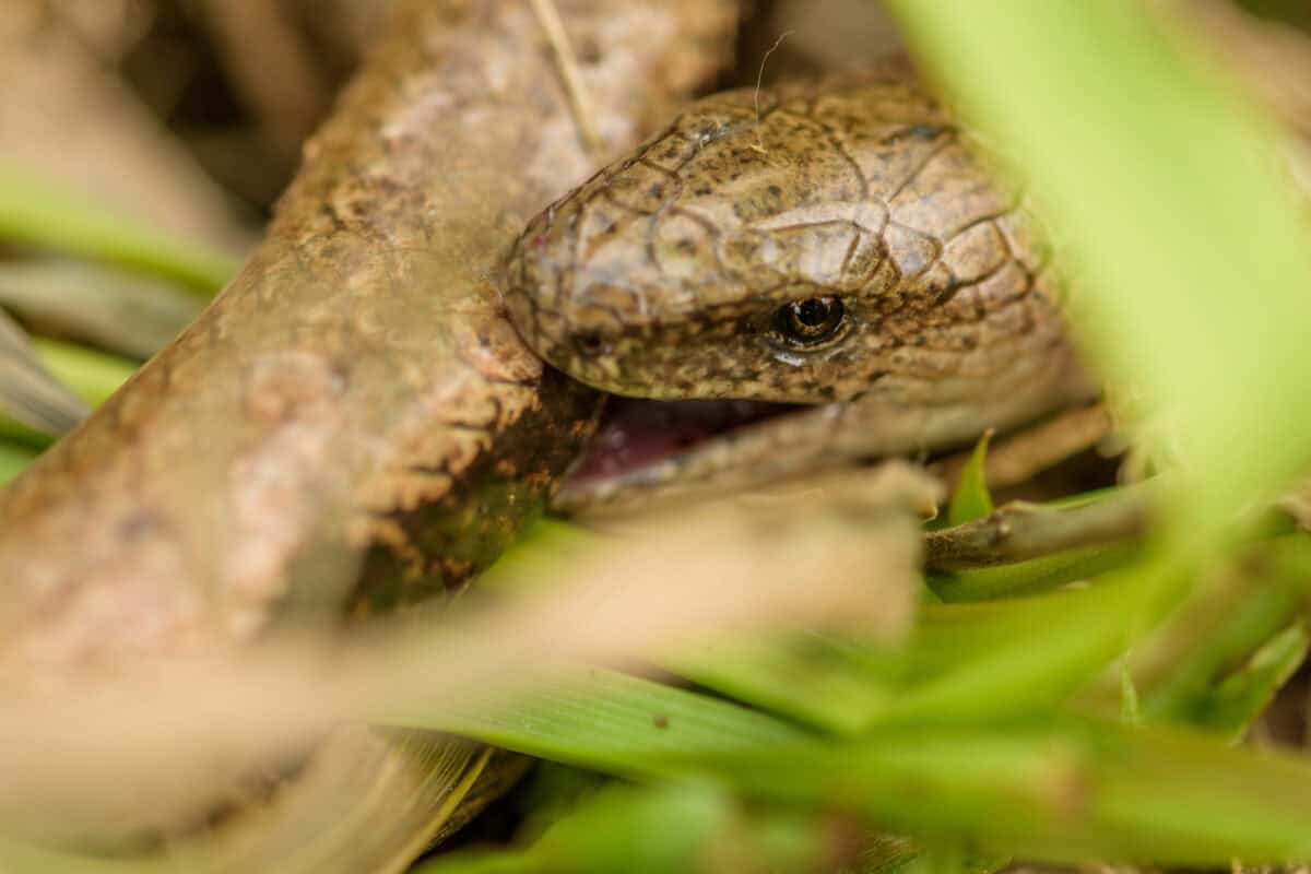Two slow worms in reproduction
