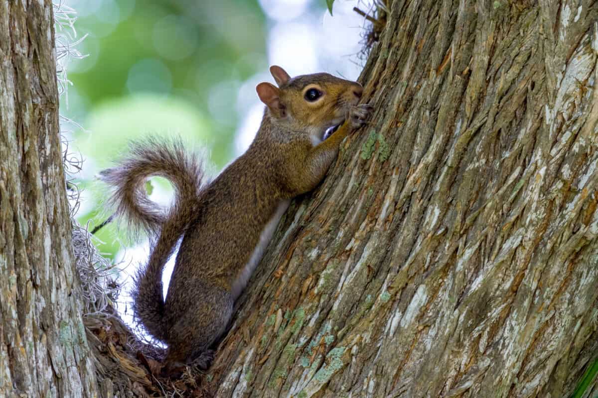 A Cute Pose of an Eastern Gray Squirrel