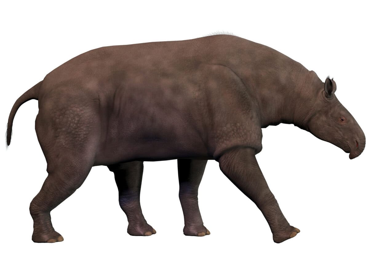Diprotodon