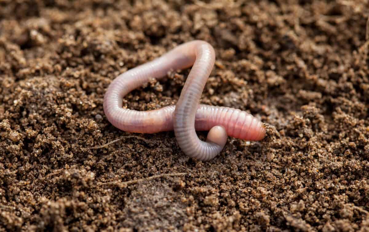 Earthworm in soil