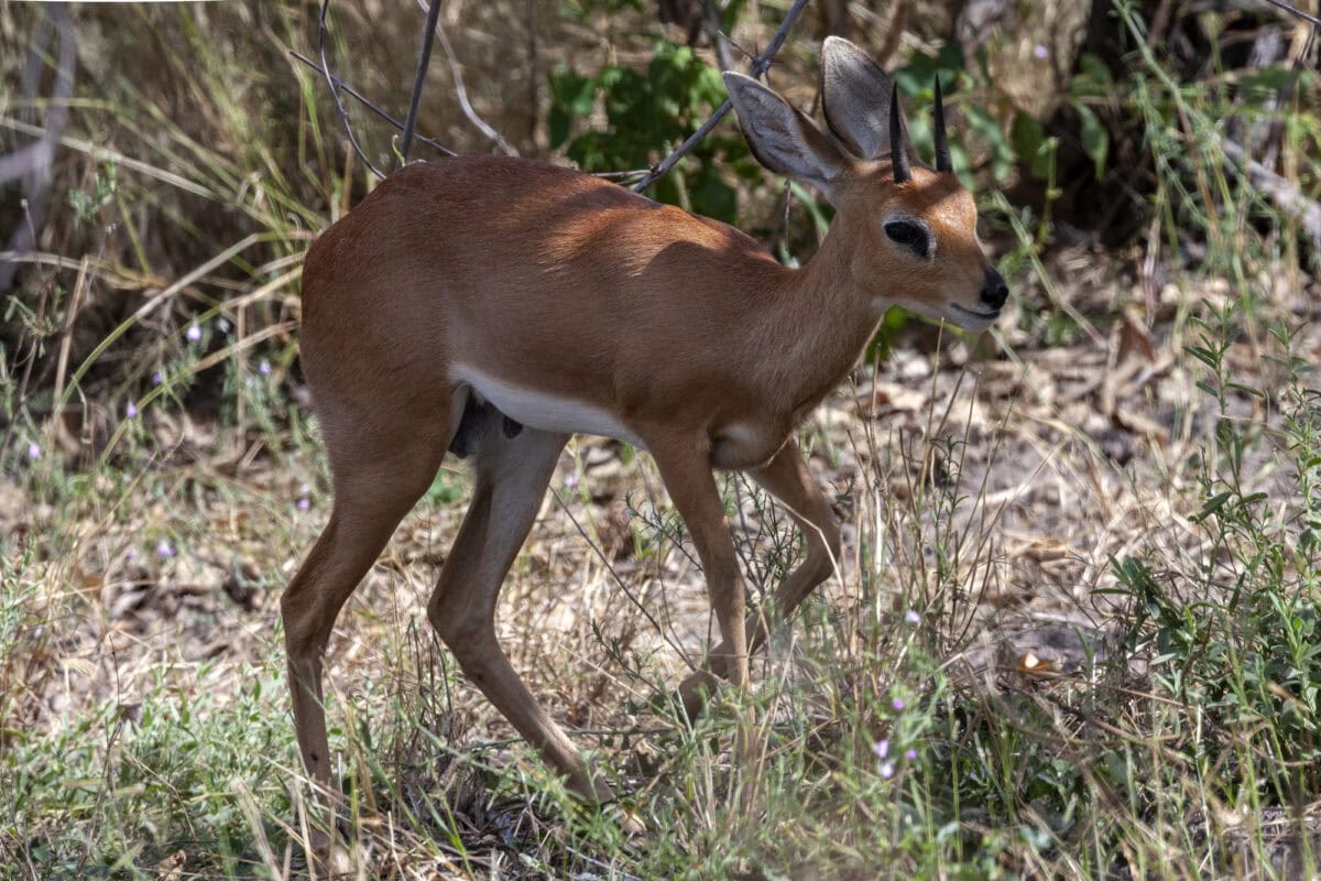 Kirk's dik-dik - Etosha National Park - Namibia &mdash;