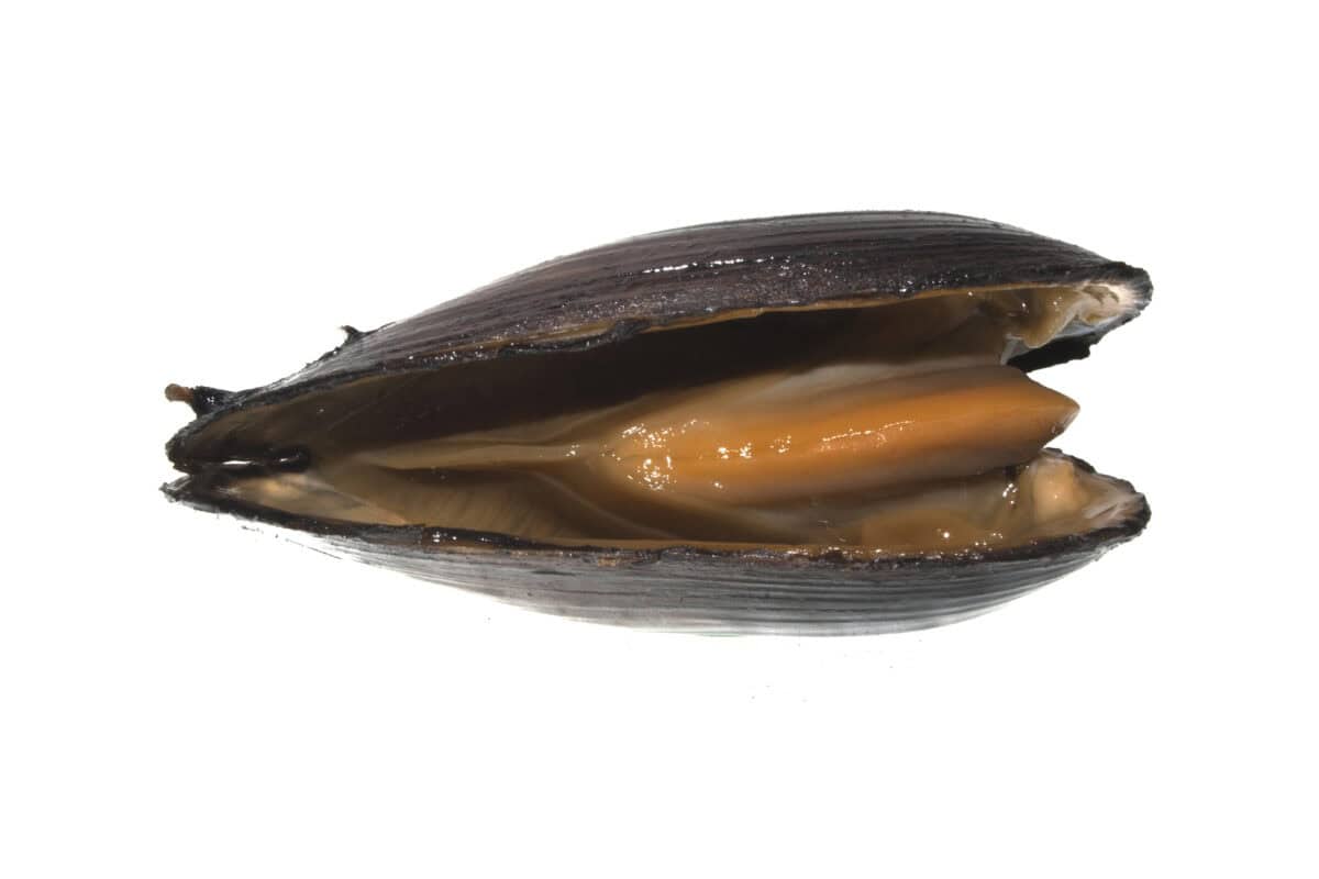 Freshwater Pearl Mussel