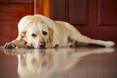 How to Deal with Pet Anxiety During Fireworks or Thunderstorms
