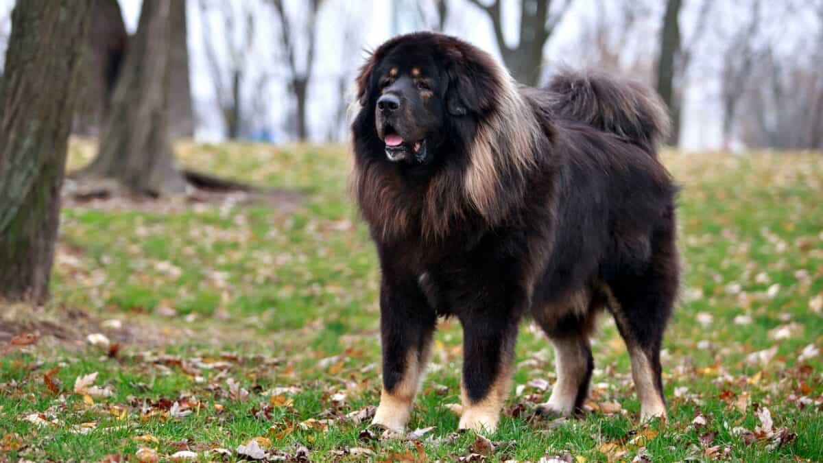 Tibetan Mastiff