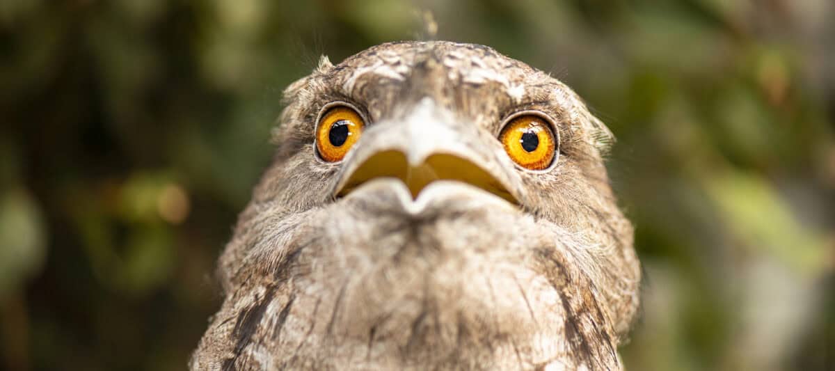 Tawny Frogmouth