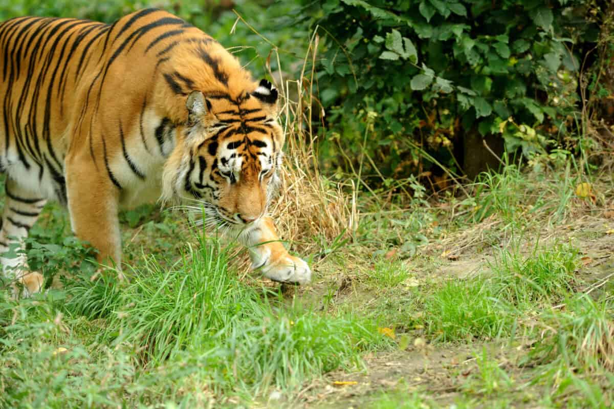 Sunda Tiger