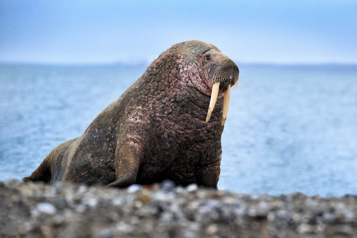 Walrus on the sand beach. Detail portrait of Walrus with big white tusk, Odobenus rosmarus, big animal in nature habitat on Svalbard, Norway.