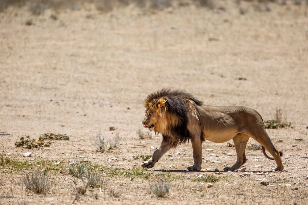 Lion, black maned Kalahari male