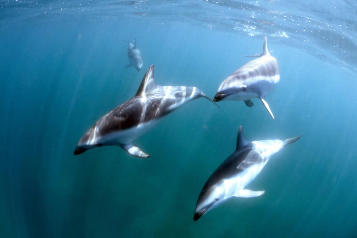 In the south atlantic,patagonia / argentina.