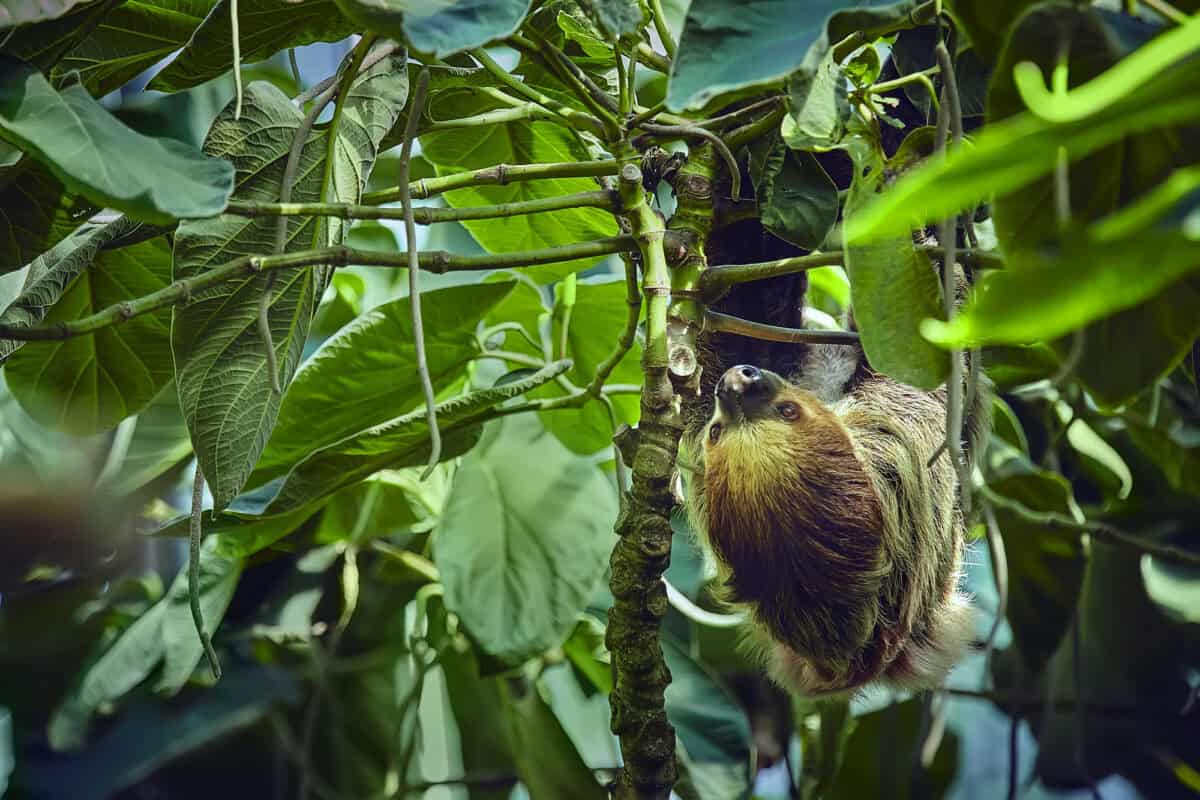 Sloth sucking on a branch in the rainfores. Sloth in nature habitat.
