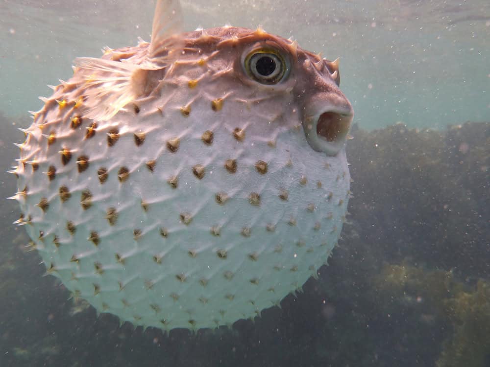 Pufferfish in sea underwater, marine life