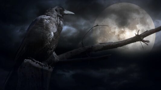 Do Crows Remember Faces to Seek Revenge?