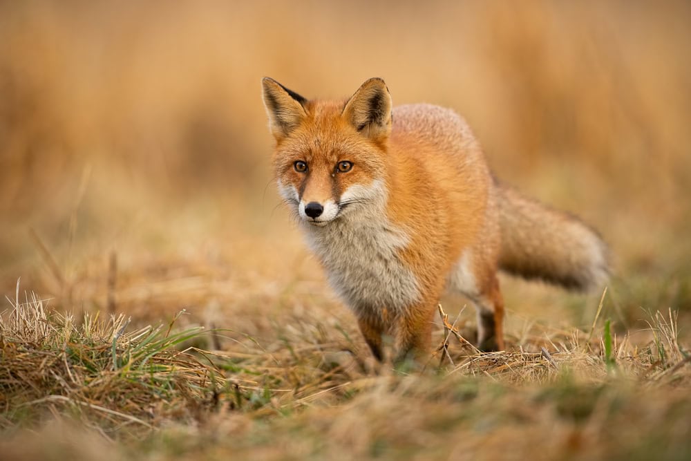 Adult fox with clear blurred background at sunset.