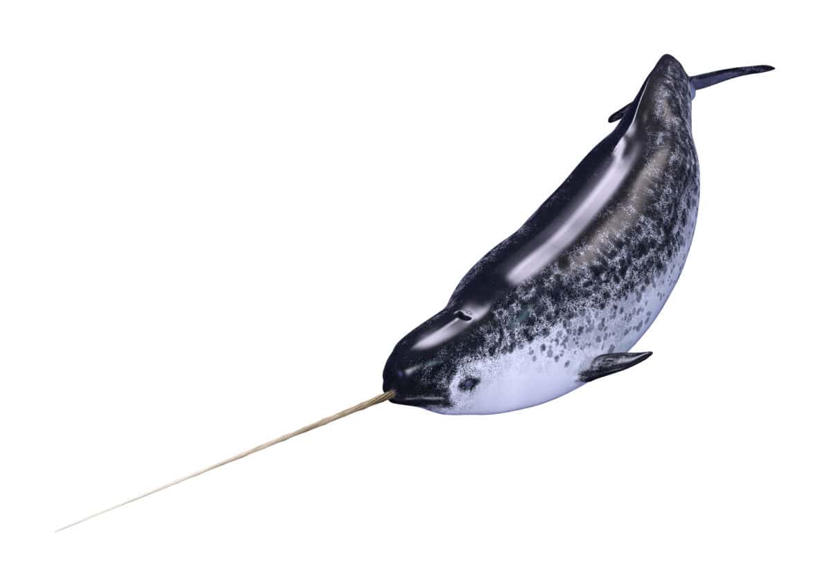 a male narwhal.