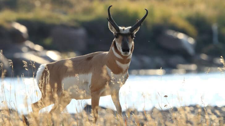 The Legendary Speed of the Pronghorn Antelope