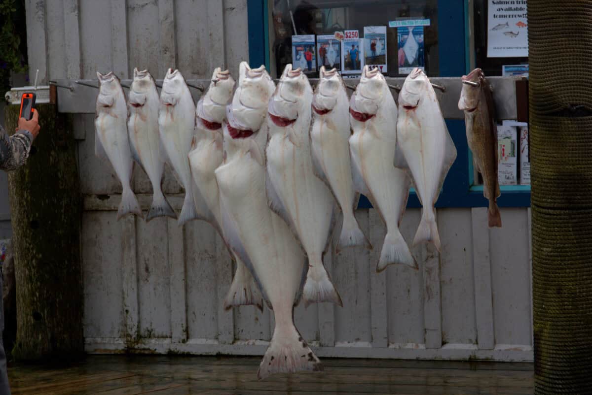 Homer Alaska Fishing dock —