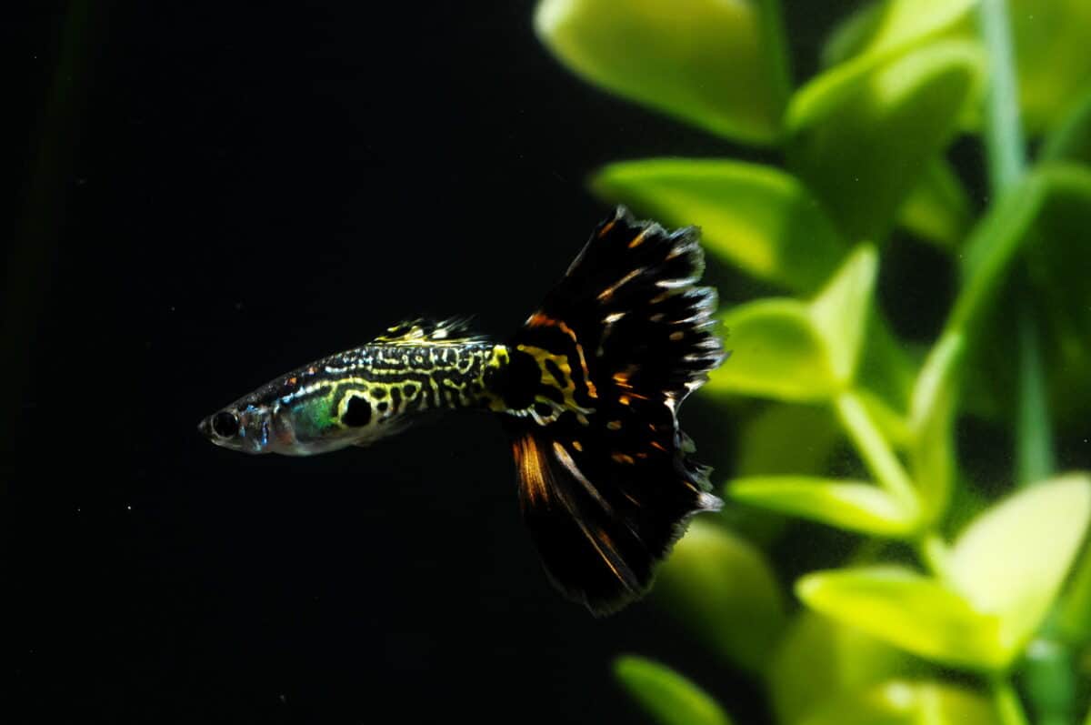 Endler's Livebearer