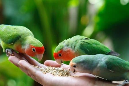 How to Protect Your Vegetable Garden from Birds