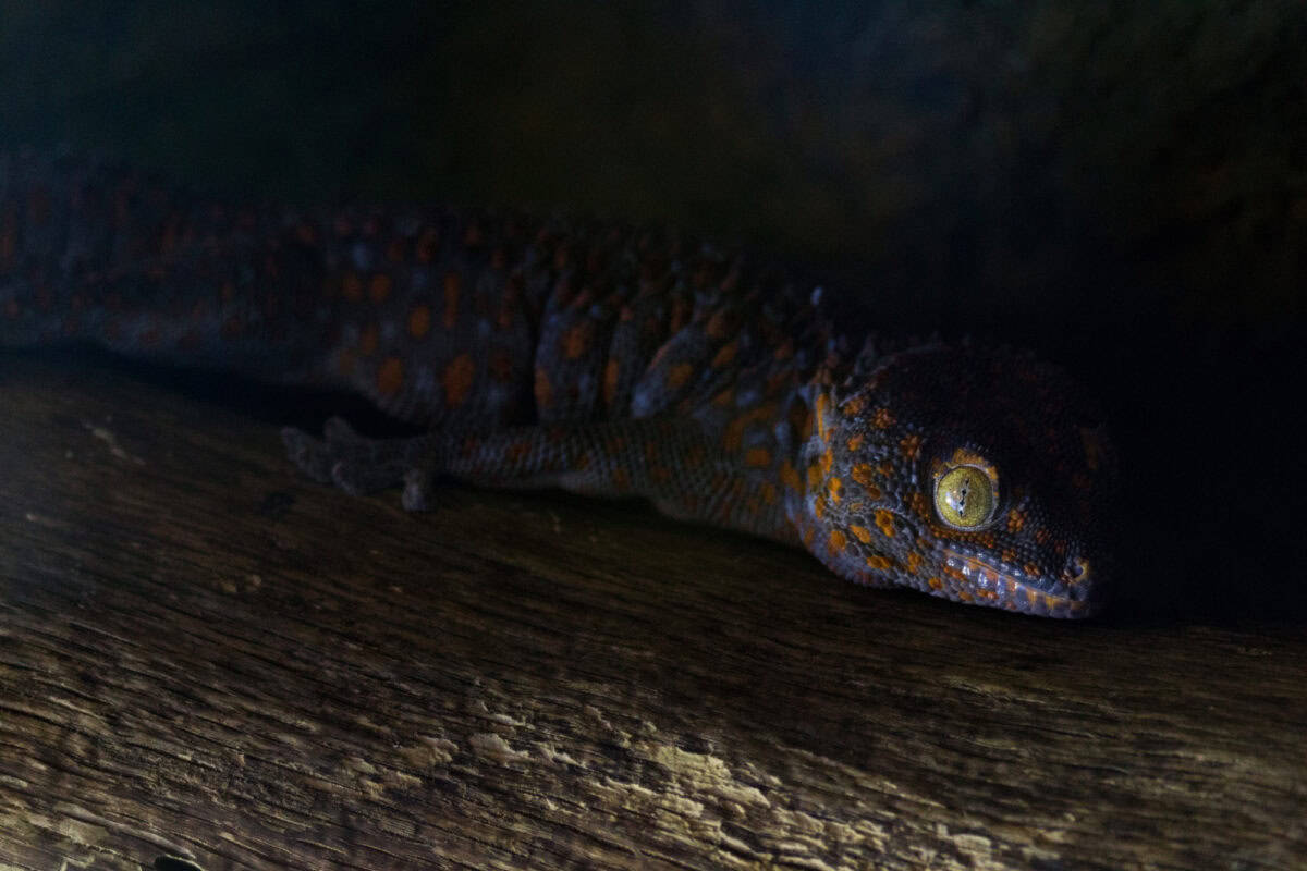 Japanese Giant Salamander