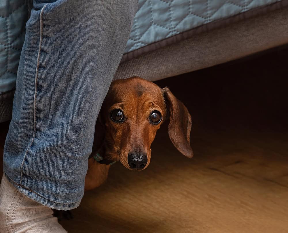 Brown dachshund sits under the bed