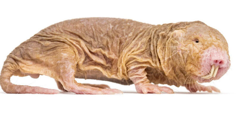 naked mole rat