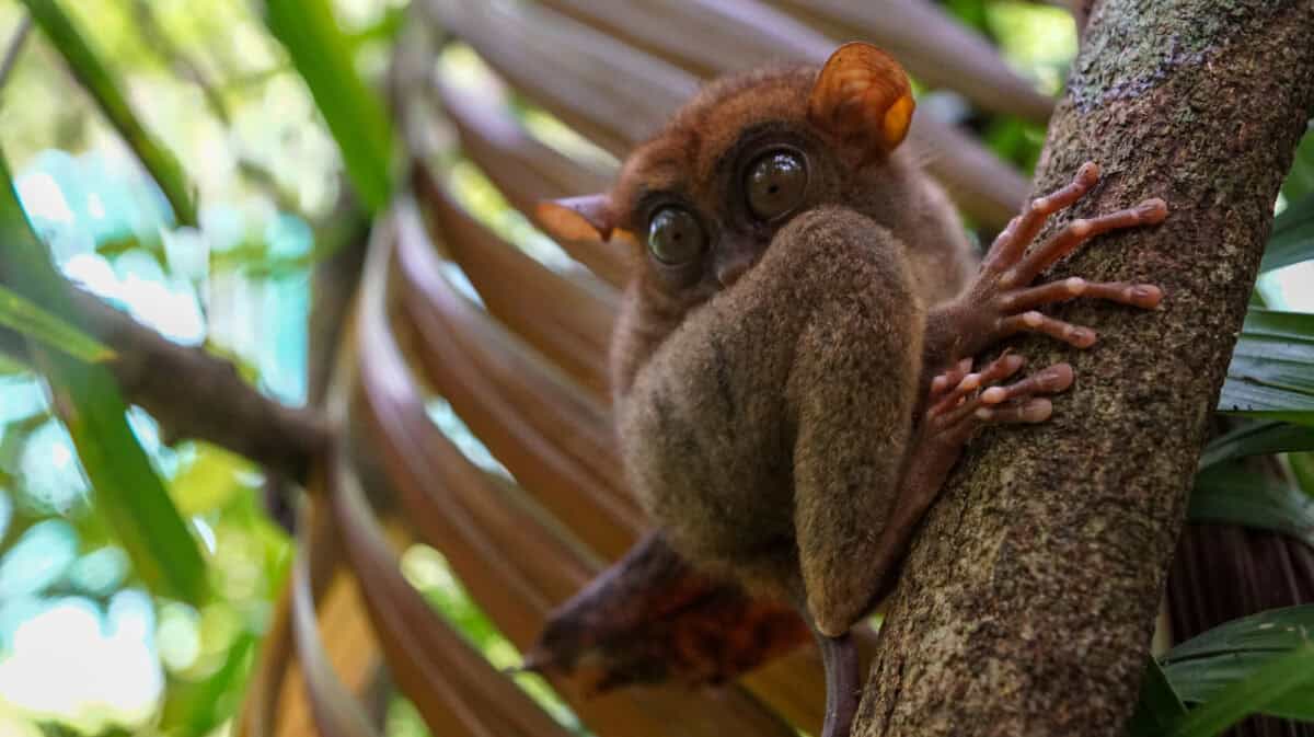 Closeup photo of a small fluffy tarsier sits on a tree under a green leaf, the smallest monkey with huge eyes, Philippines, Bohol island. 