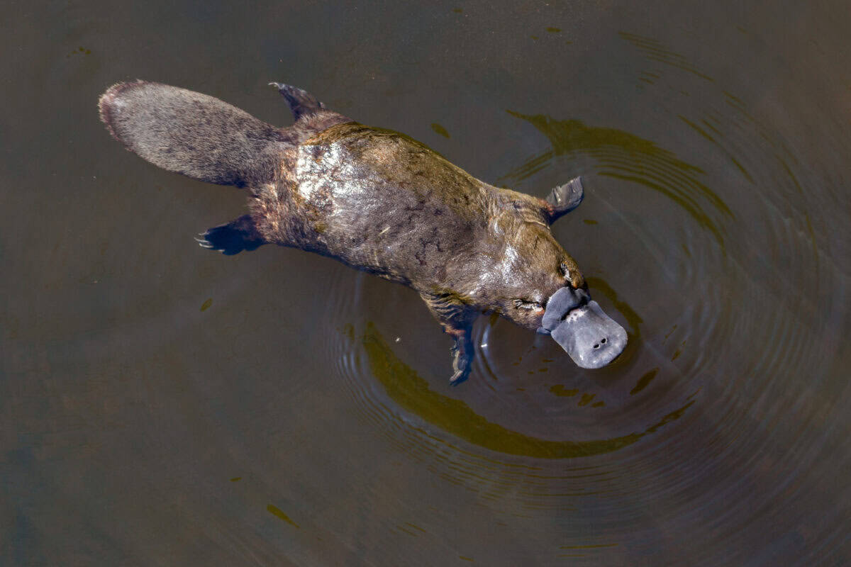 Burnie, Tasmania, Australia: March 2019: Platypus looking for food in the Burnie, Tasmania, Australia: March 2019: Platypus looking for food in the