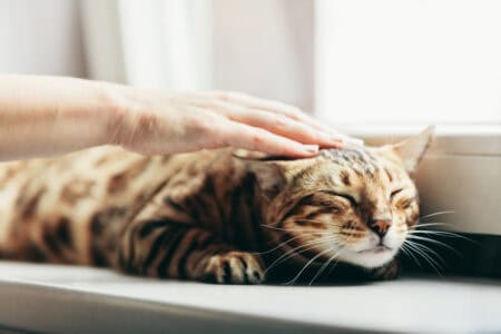 The Science Behind a Cat’s Purr and Its Healing Powers
