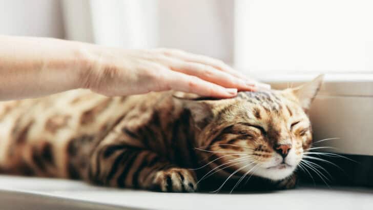 The Science Behind a Cat’s Purr and Its Healing Powers